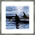 Orca 2b Framed Print