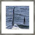 Orca Male And Female Framed Print