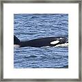 Orca Whale Framed Print