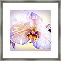 Orchid-beautiful 23 Framed Print