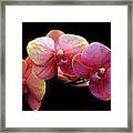 Orchid Blossom Trio Framed Print