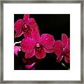 Orchid And Morning Due Framed Print