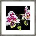 Orchid Promise Framed Print