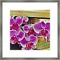 Orchids 2 Framed Print