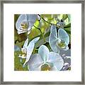 Orchids End Of The Season Framed Print