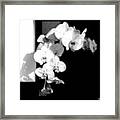 Orchids  In  Sunshine And  Shadows Framed Print