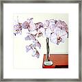 Orchids - Ontheedge Framed Print