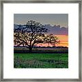 Oregon Wi Oak At Sunset In October Framed Print