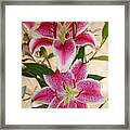 Oriental Lily Pair Framed Print