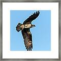 Osprey 2021-5 Framed Print