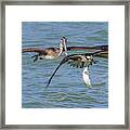 Osprey And Brown Pelican Framed Print