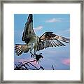 Osprey Framed Print