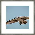 Osprey In Flight Framed Print