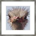 Ostrich Framed Print