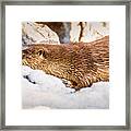 Otter Slide Framed Print