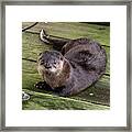 Otter Takes A Break Framed Print