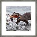 Otter With Lobster Framed Print