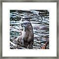 Otters Having Breakfast On The River Framed Print