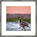 Out On An Evening Stroll Framed Print