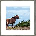 Outer Banks Wild Horse Near Beaufort Nc Framed Print