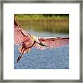 Outstretched Framed Print