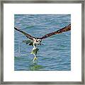 Outstretched Wings And Talon Clings Framed Print
