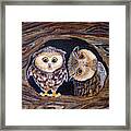 Owl Pair Framed Print