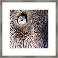 Owl Roosting Framed Print