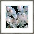 Pacific Giant Octopus Eggs Framed Print