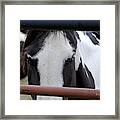 Paint Horse Brooding Framed Print