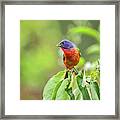 Painted Bunting - 1793 Framed Print