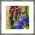 Painted Lady 2 Framed Print
