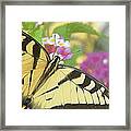 Painted Swallowtail Framed Print