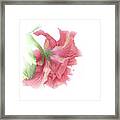 Painterly Pink Framed Print