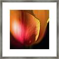 Painterly Tulip Framed Print