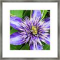 Painterly Water Lily Framed Print