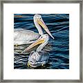 Pair Of American White Pelicans Framed Print