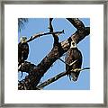 Pair Of Eagle Perched Framed Print
