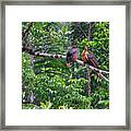 Pair Of Hoatzin Birds - Stinkbird Framed Print