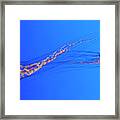 Pair Of Jellyfish Framed Print