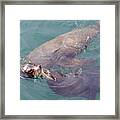 Pair Of Male California Sea Lions Swim Framed Print