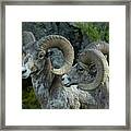 Pair Of Rams-signed-#5839 Framed Print