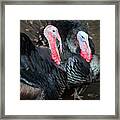 Pair Of Turkeys Framed Print