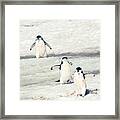 Palaver Point Welcoming Party Framed Print