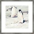 Palaver Point Welcoming Party Pair Framed Print