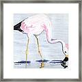 Pale Flamingo Framed Print