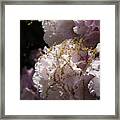 Pale Pink Rhododendron Flowers 2 Framed Print