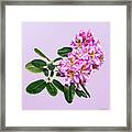 Pale Pink Rhododendron Framed Print