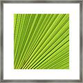 Palm Leaf And Mediterranean Sunlight 1 Framed Print