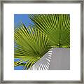 Green Palm Leaves, Blue Sky And White Wall Of A Modern Finca 1 Framed Print